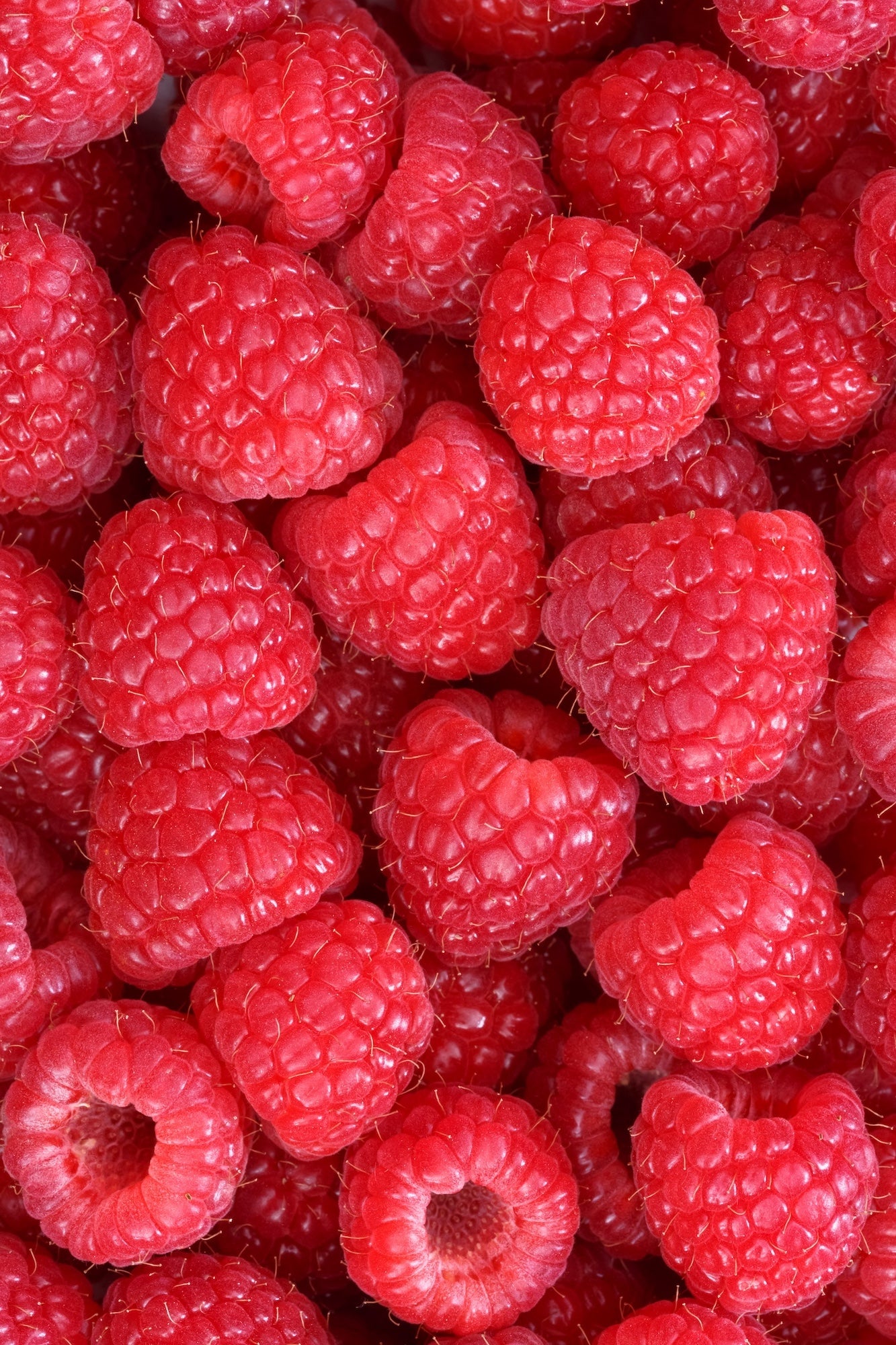 Close-up of a pile of red raspberries